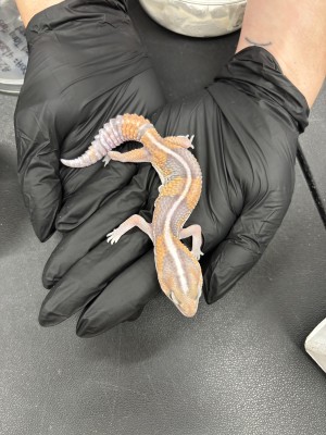 animal image