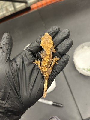 animal image