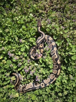 animal image