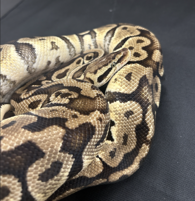 animal image