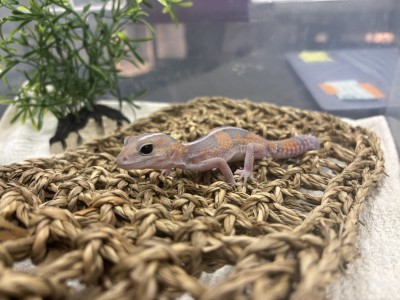 animal image