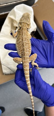 animal image