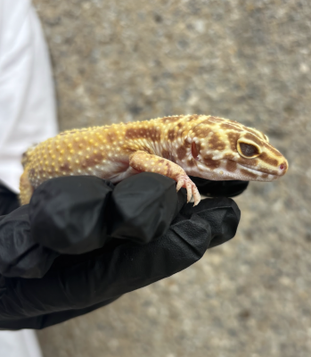animal image