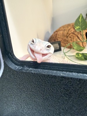 animal image