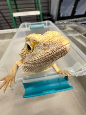 animal image