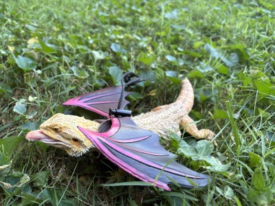 animal image