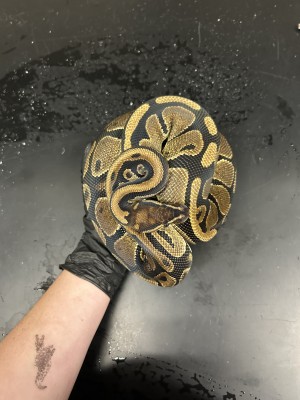 animal image