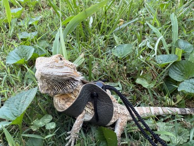 animal image