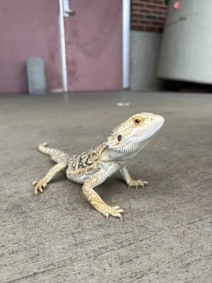 animal image