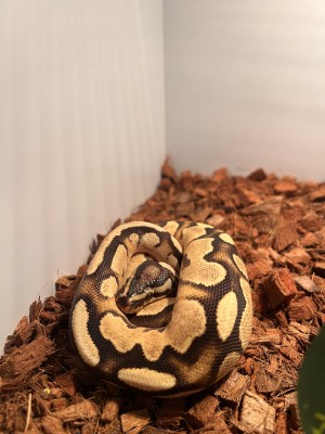 animal image