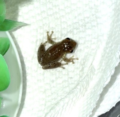 animal image