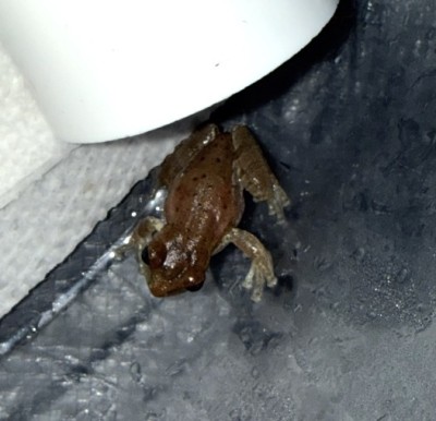 animal image