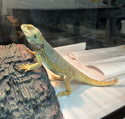 animal image
