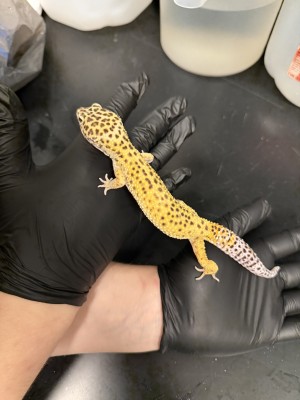 animal image