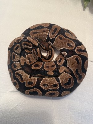 animal image