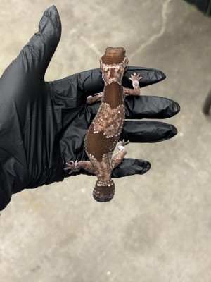 animal image
