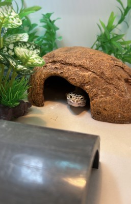animal image