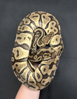 animal image