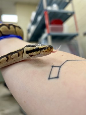 animal image