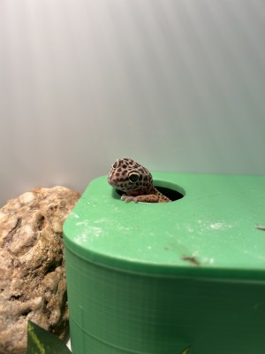 animal image