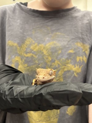 animal image