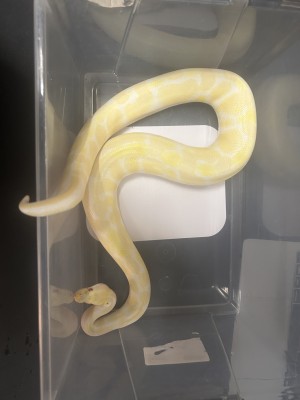 animal image