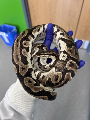 animal image