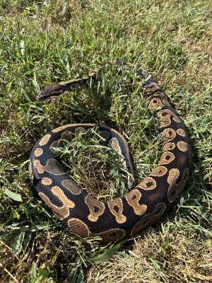animal image