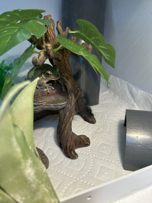 animal image