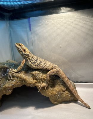 animal image