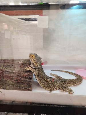 animal image