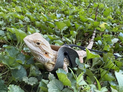 animal image