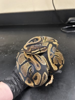 animal image