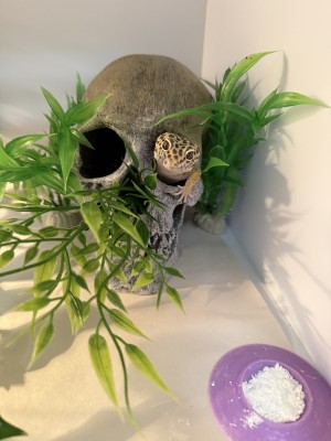 animal image