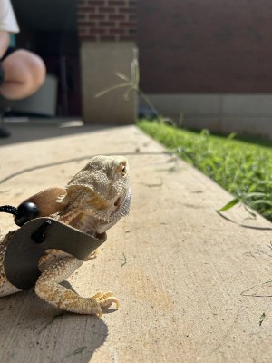animal image