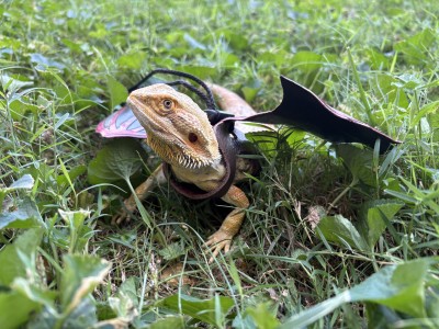 animal image