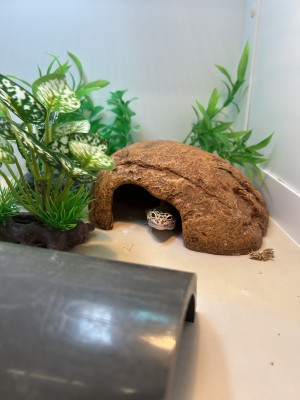 animal image