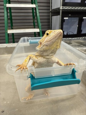 animal image