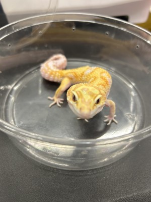 animal image