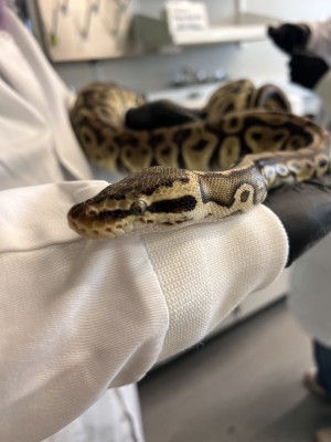 animal image