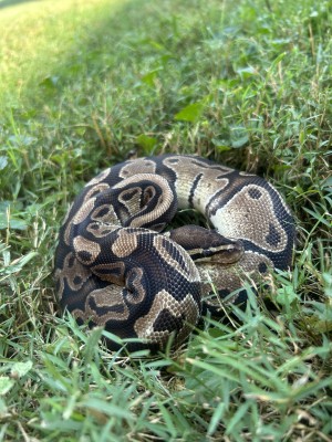 animal image