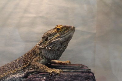 animal image