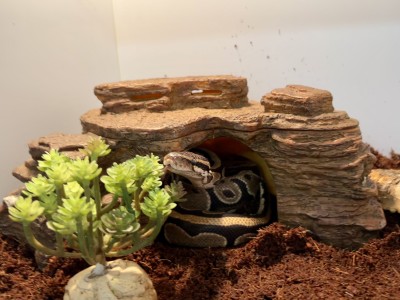 animal image