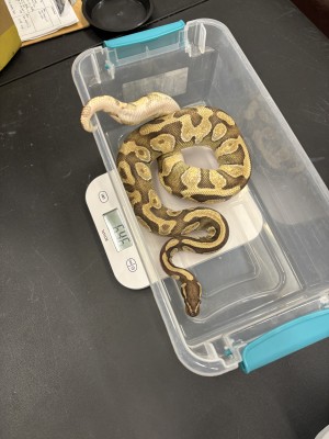 animal image