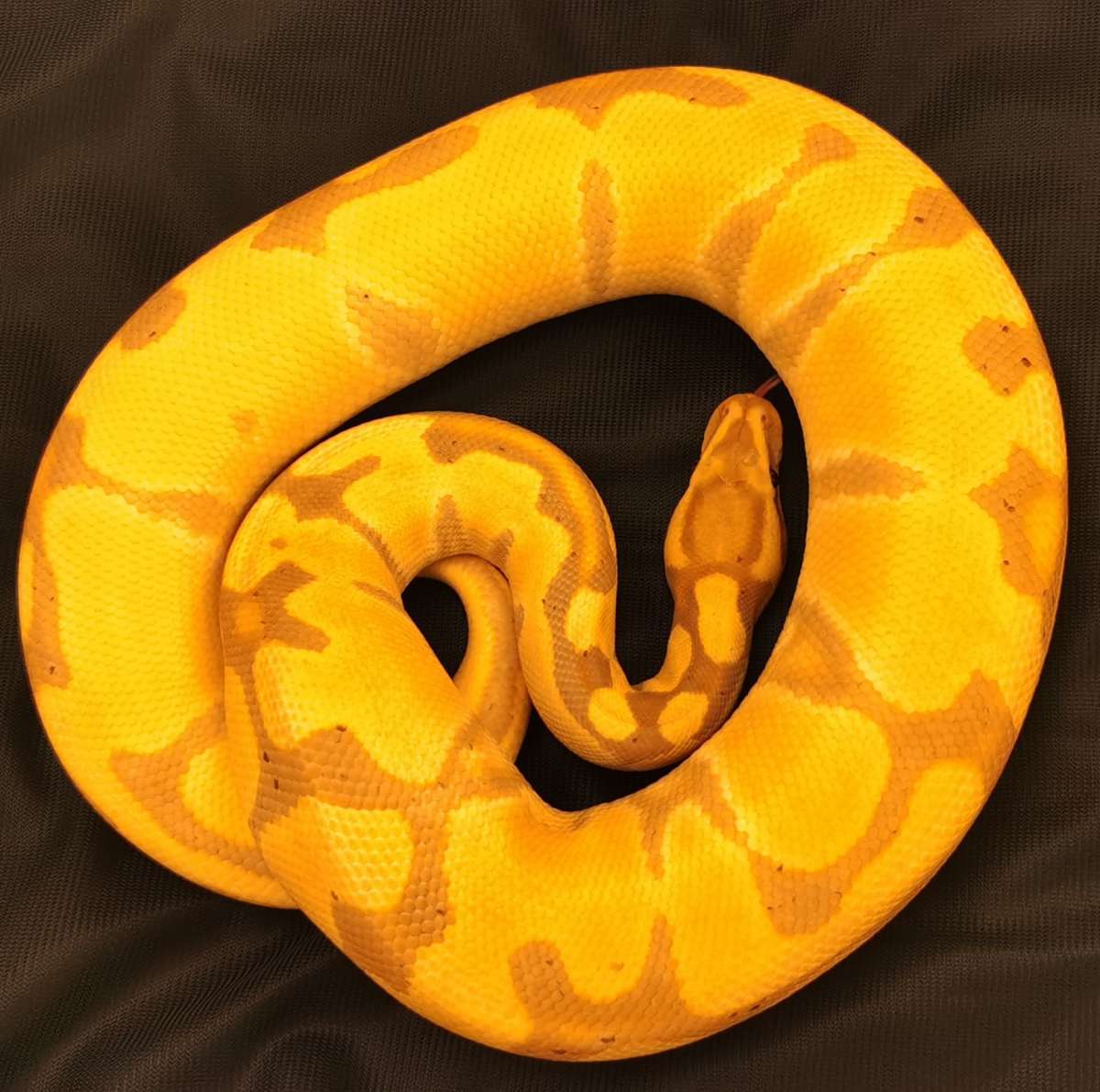 BP-001