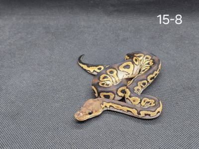 animal image