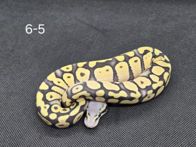 animal image