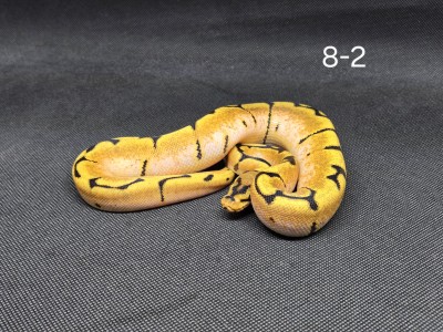 animal image