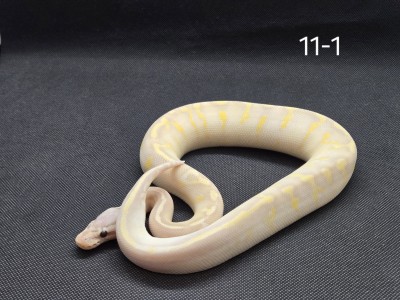 animal image