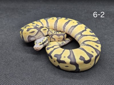 animal image